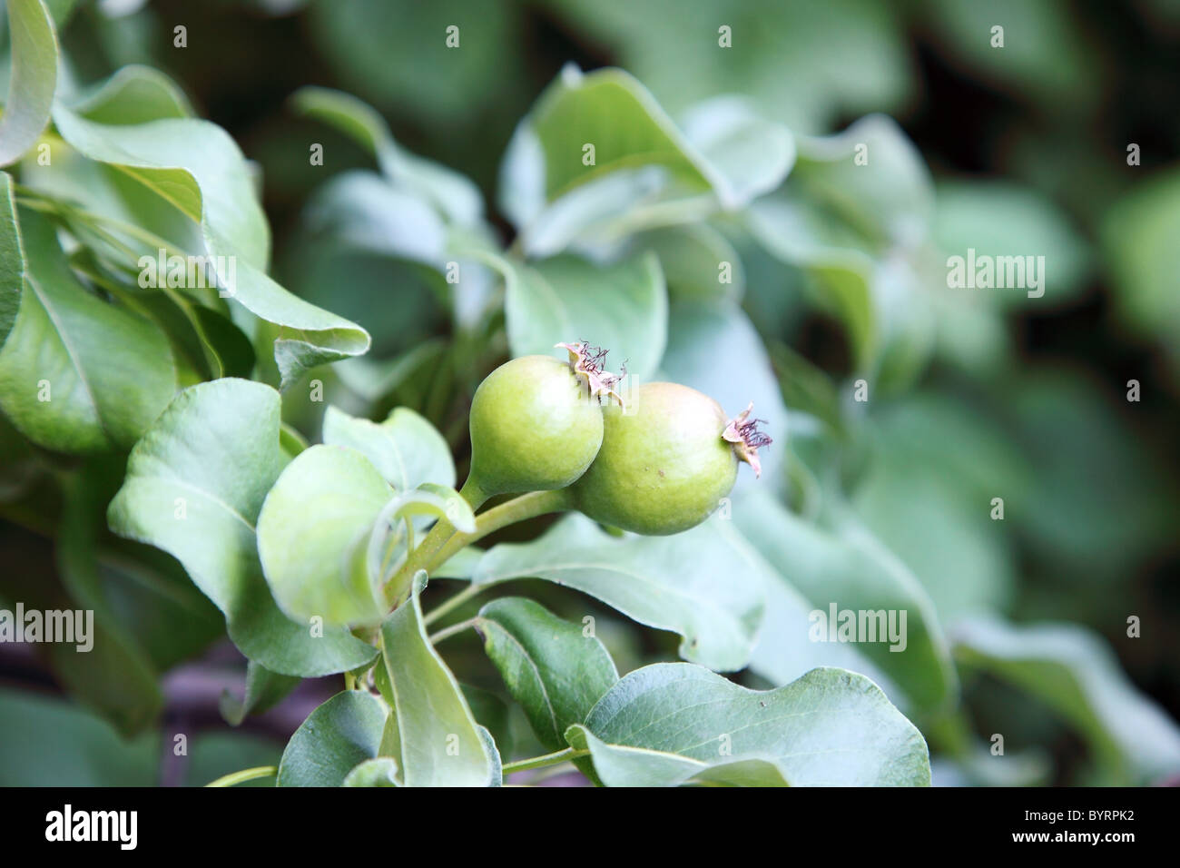 Kleine grüne Birnen am Baum im Garten, selektiven Fokus. Stockfoto