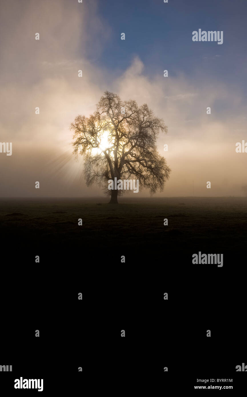Sonnenaufgang am einsamen Baum als Nebel Aufzüge Stockfoto