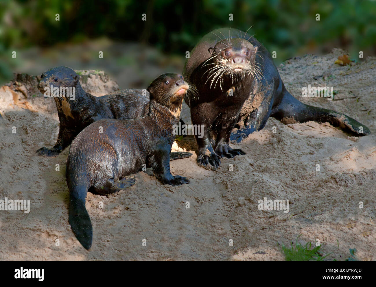 Erwachsenen Riesenotter mit zwei Baby-jungen Stockfoto