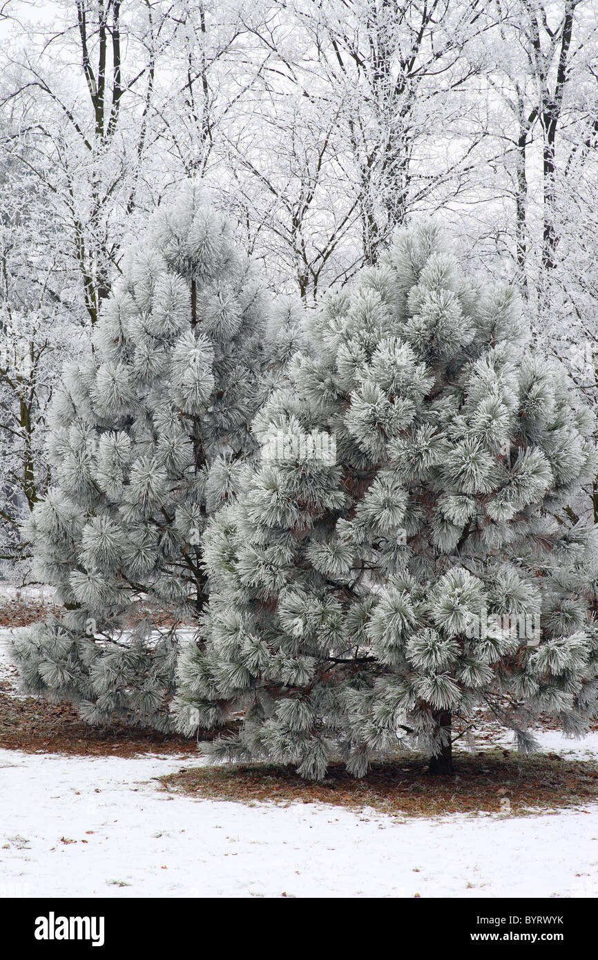 Raureif bedeckt Kiefer Bäume kalten frostigen cool Stockfoto
