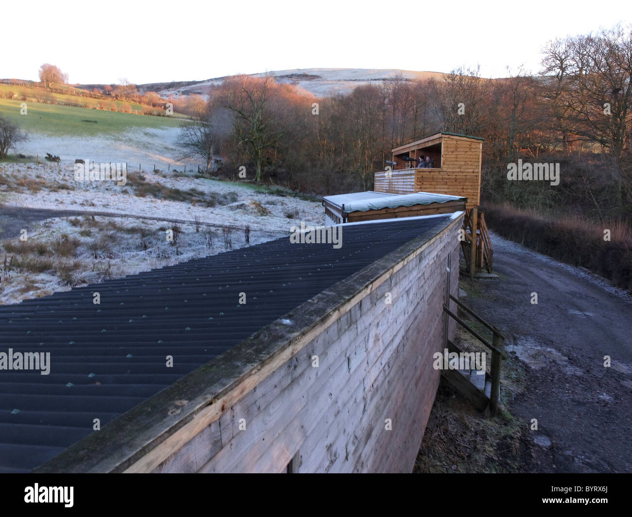 Versteckt auf der Gigrin Farm, Rotmilan Futterstation in mid-Wales, Januar 2011 Stockfoto