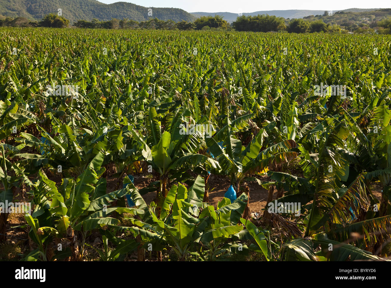 Bananenplantage in Puerto Rico Stockfoto