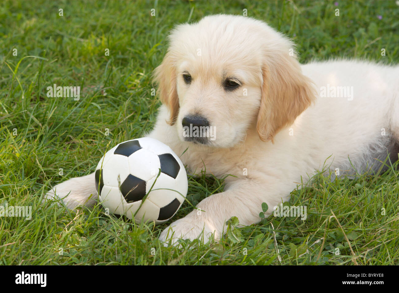 Haustier Hundeschule - Golden Retriever-Welpe mit Fußball Stockfoto