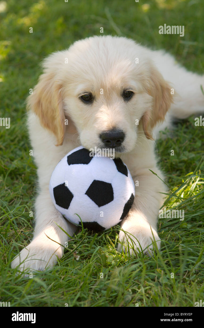 Haustier Hundeschule - Golden Retriever-Welpe mit Fußball Stockfoto