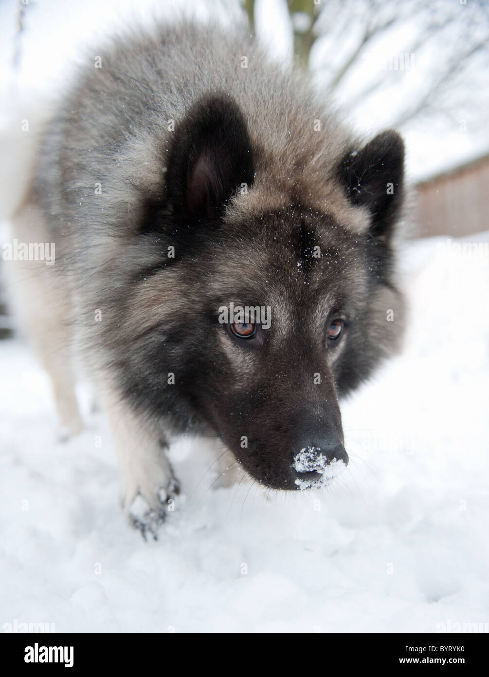 Ein Wolf wie Hund Spaziergänge im Schnee mit einem Jagd-Typ aussehen Stockfoto