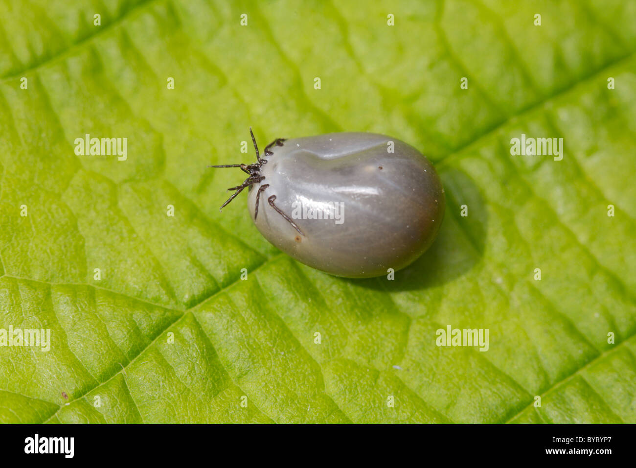 Tick/ixodida Stockfoto