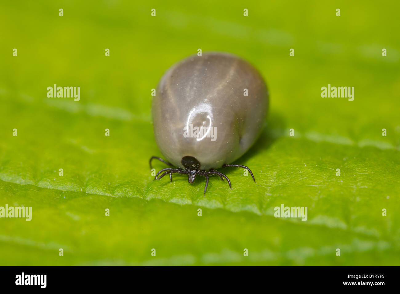 Tick/ixodida Stockfoto