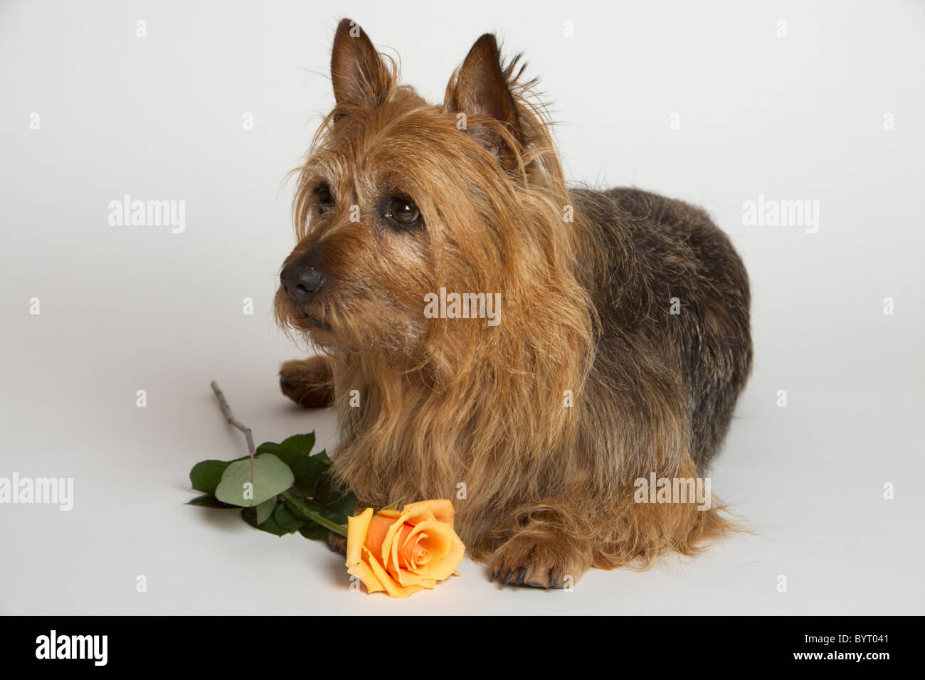 Australian Terrier Stockfoto