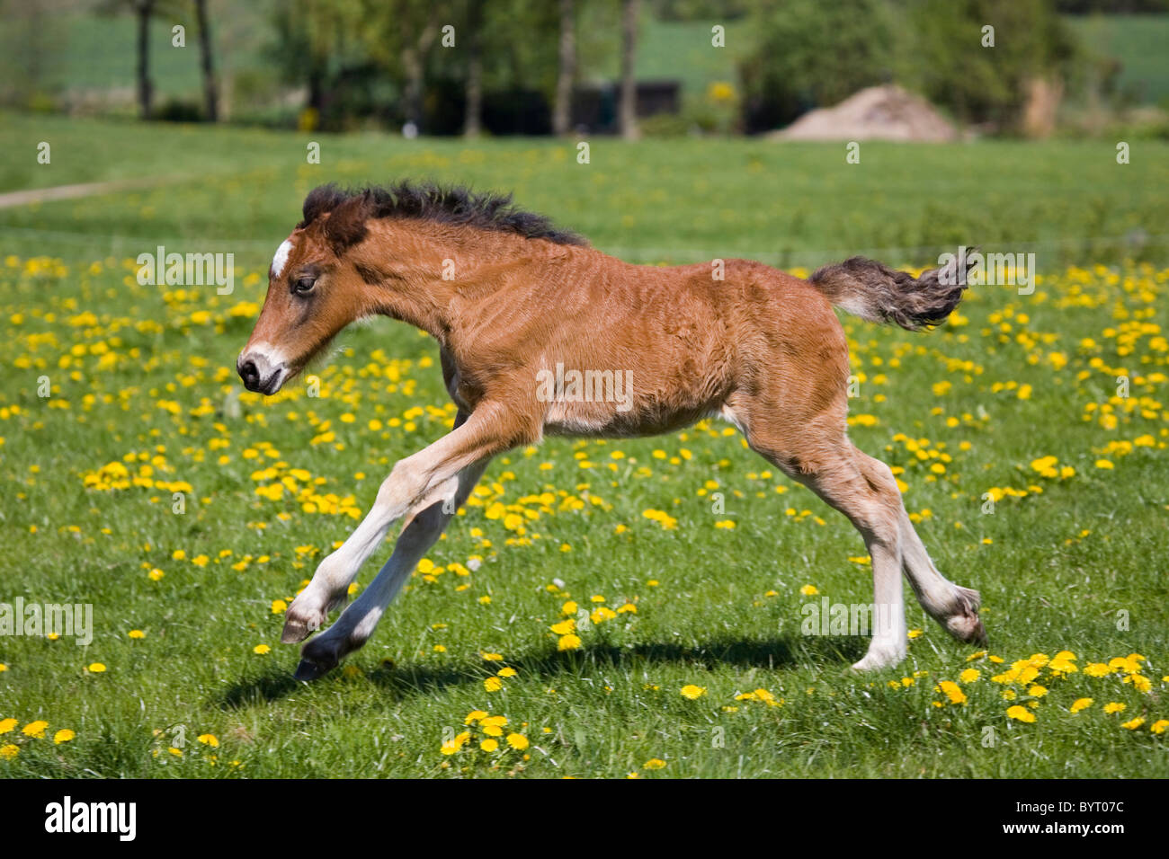 Welsh Cob Fohlen Stockfoto