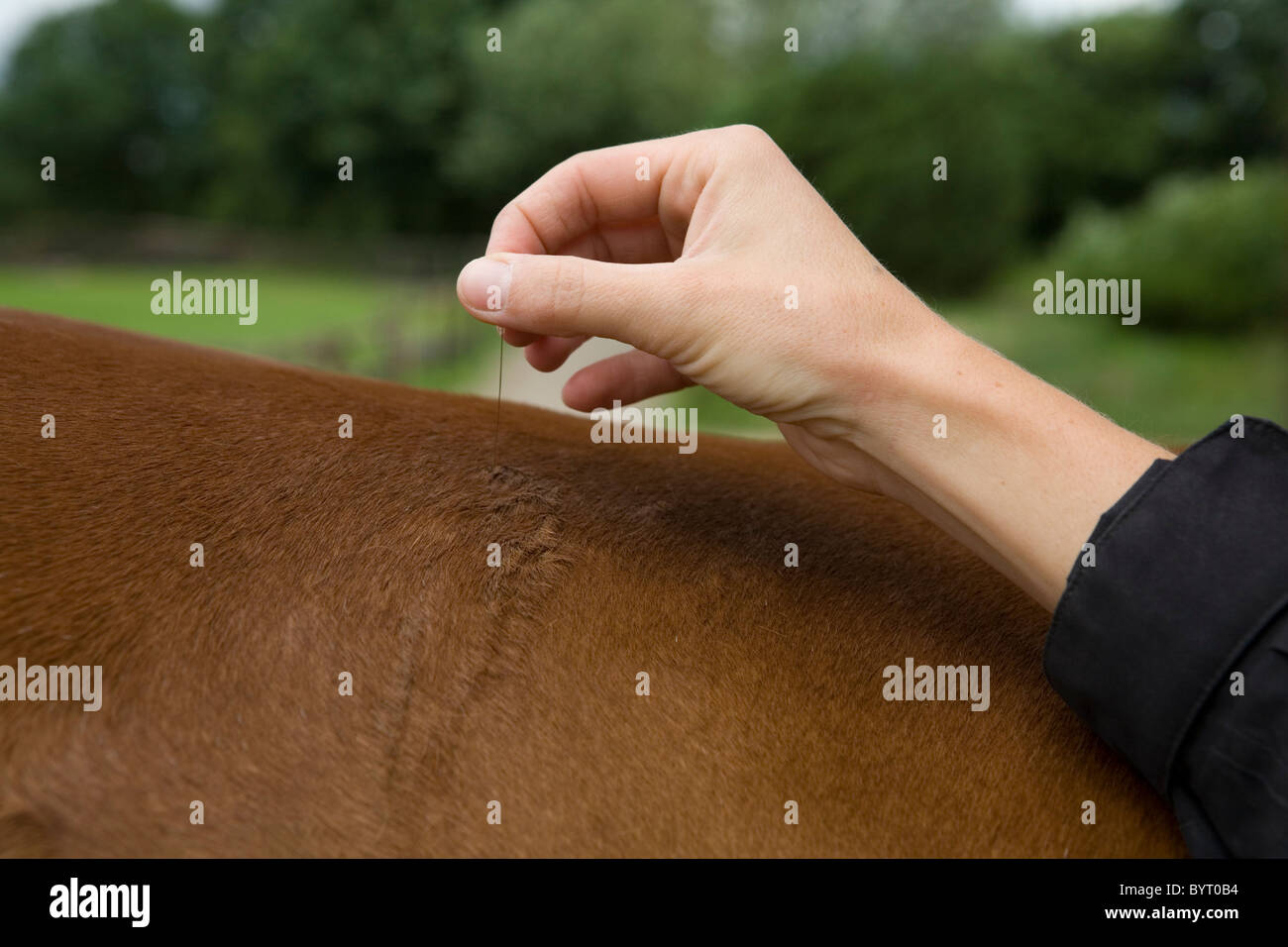 Pferd-Akupunktur Stockfoto