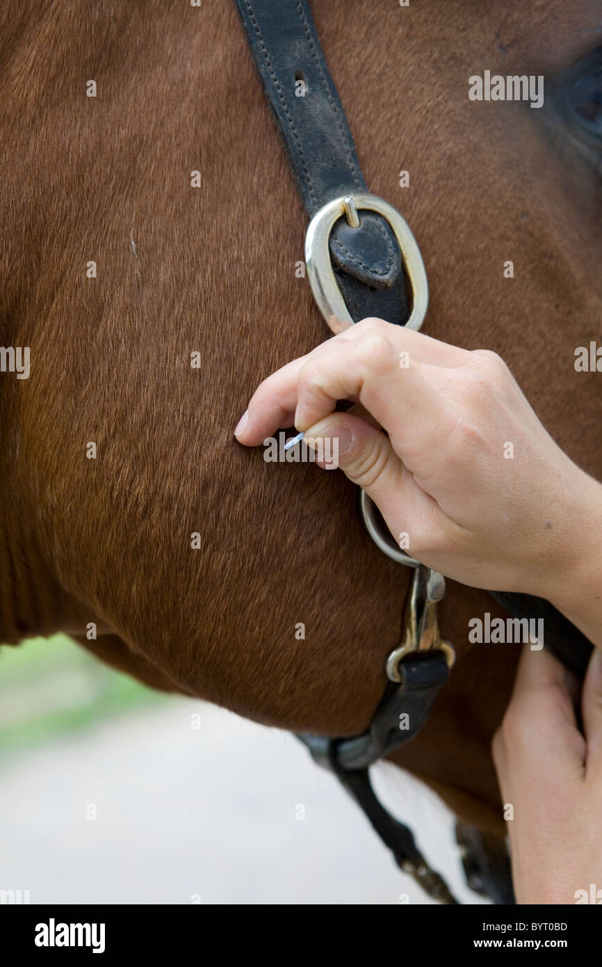 Pferd-Akupunktur Stockfoto