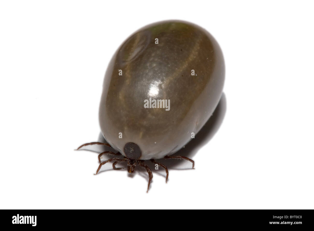 Zecke / Ixodes Ricinus Stockfoto