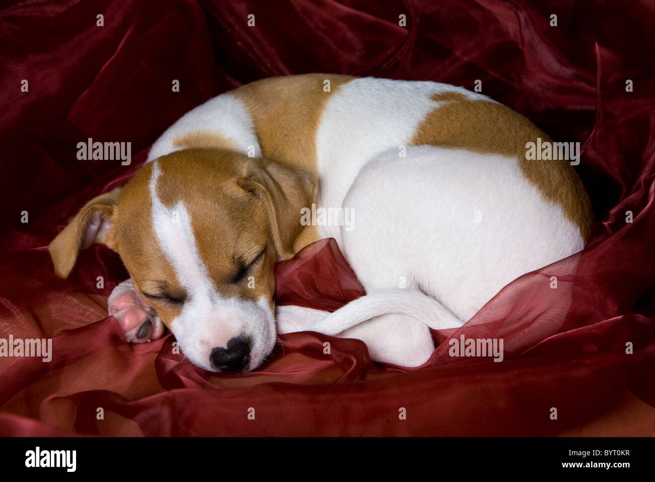 Jack Russel Terrier Welpe schläft auf roter Seide Stockfoto