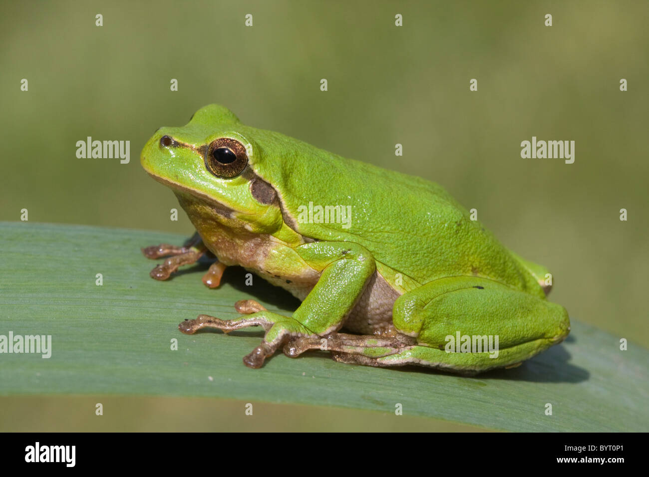 Europäischer Laubfrosch (Hyla Arborea) Stockfoto