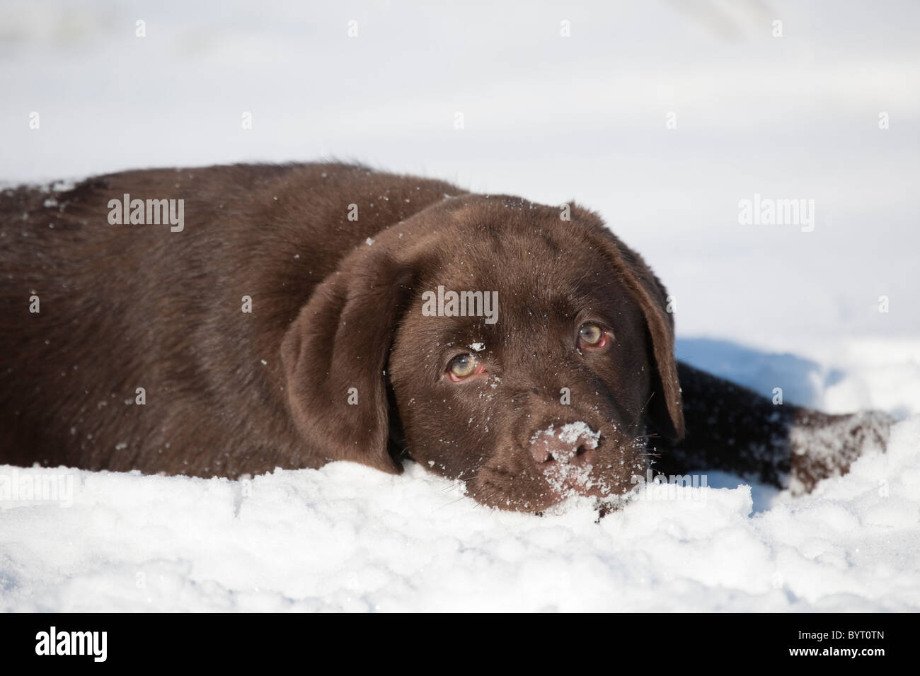 Labrador Retriever Welpen im Schnee Stockfoto