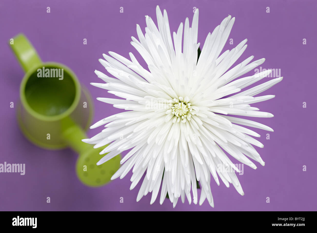 Weiße Chrysantheme overhead Stockfoto