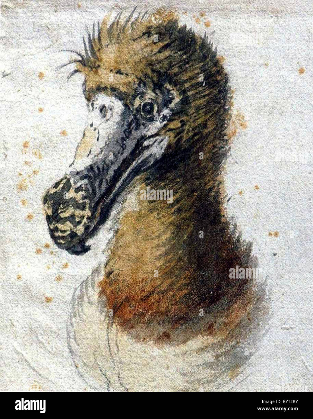 Dodo Stockfoto