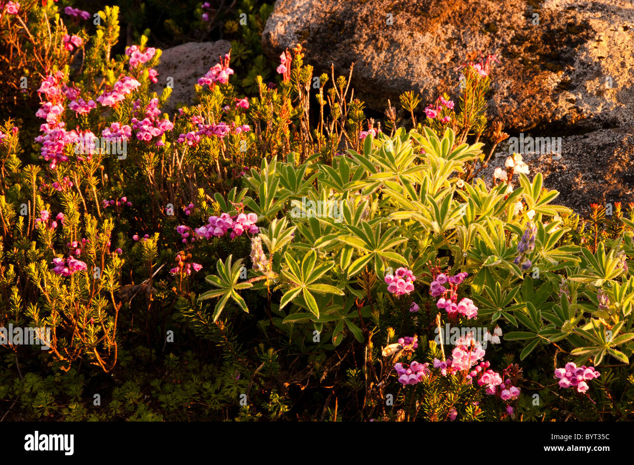 Heather und Lupine entlang Chain Lakes - Ptarmigan Ridge Trail, Mount Baker Wildnis, Washington. Stockfoto