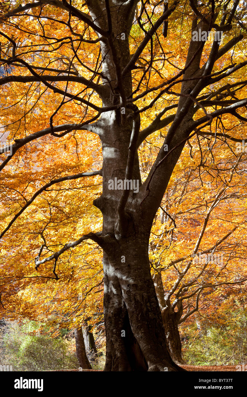 Europäische Buchenwälder (Navarra, Spanien) Stockfoto