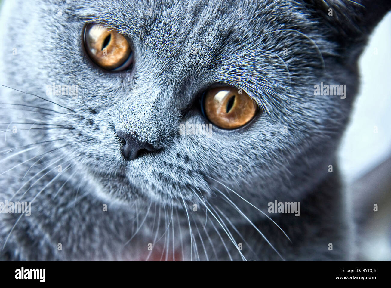 Porträt des britischen graue Katze hautnah Stockfoto