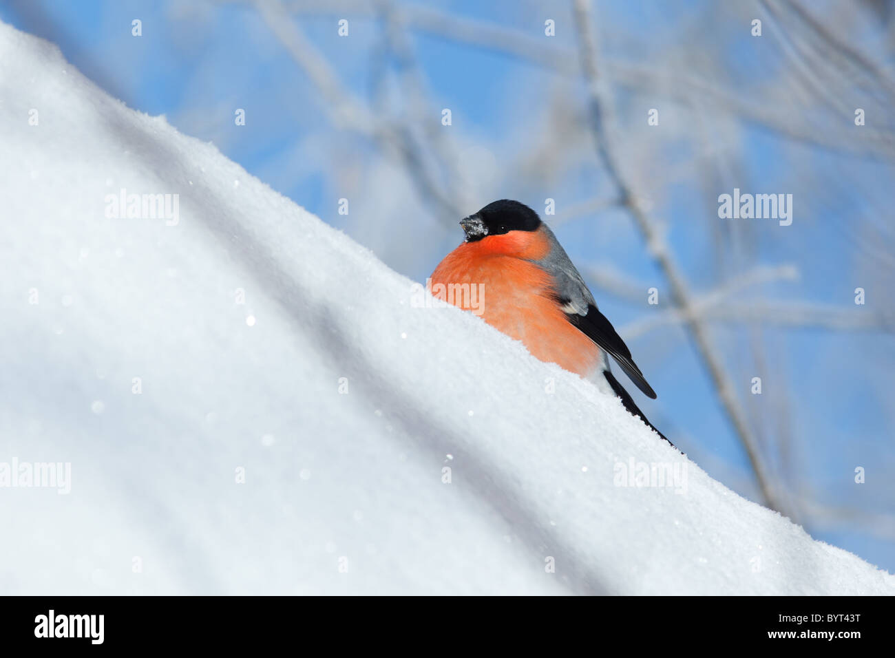 Der Gimpel (Pyrrhula Pyrrhula) im Winter. Schöner Vogel in der wilden Natur. Stockfoto