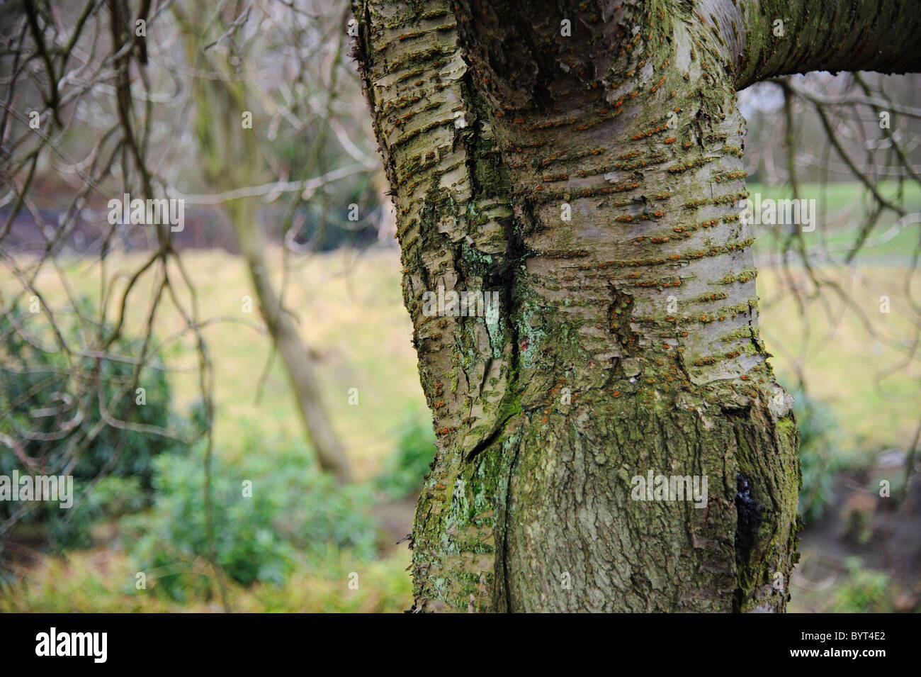 Strukturierte Baumstamm Stockfoto