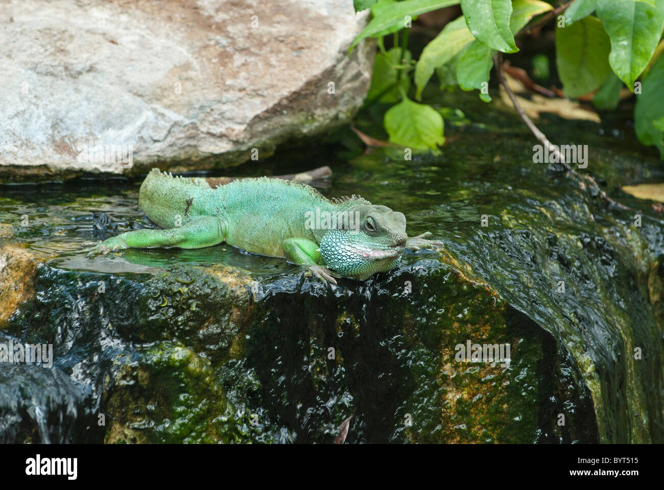 Chinesische Wasser Drachen Physignathus Cocincinus Botanical Gardens Kew, Bondon Uk. Echse Reptil Stockfoto