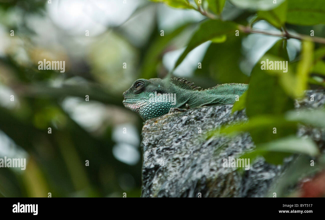 Chinesische Wasser Drachen Physignathus Cocincinus Botanical Gardens Kew, Bondon Uk Stockfoto