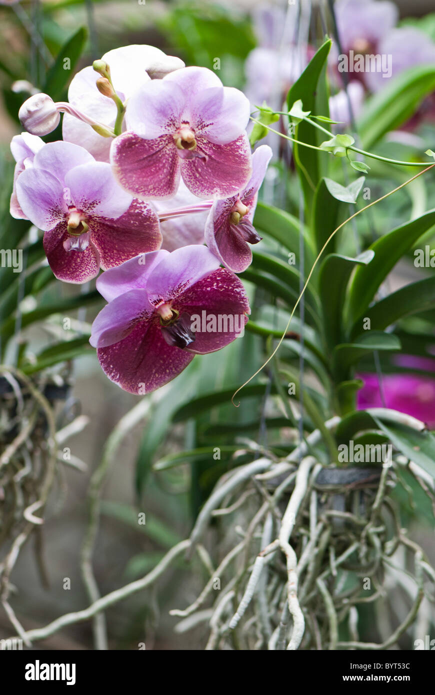 Gemischte Darstellung von Orchideen Princess of Wales Conservatory Kew Botanical Gardens London UK Stockfoto