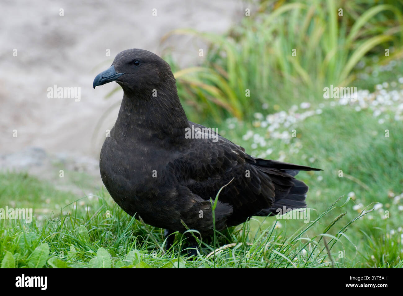 Subantarktischen Skua auf Enderby Insel in den subantarktischen Auckland-Inseln, Neuseeland Stockfoto