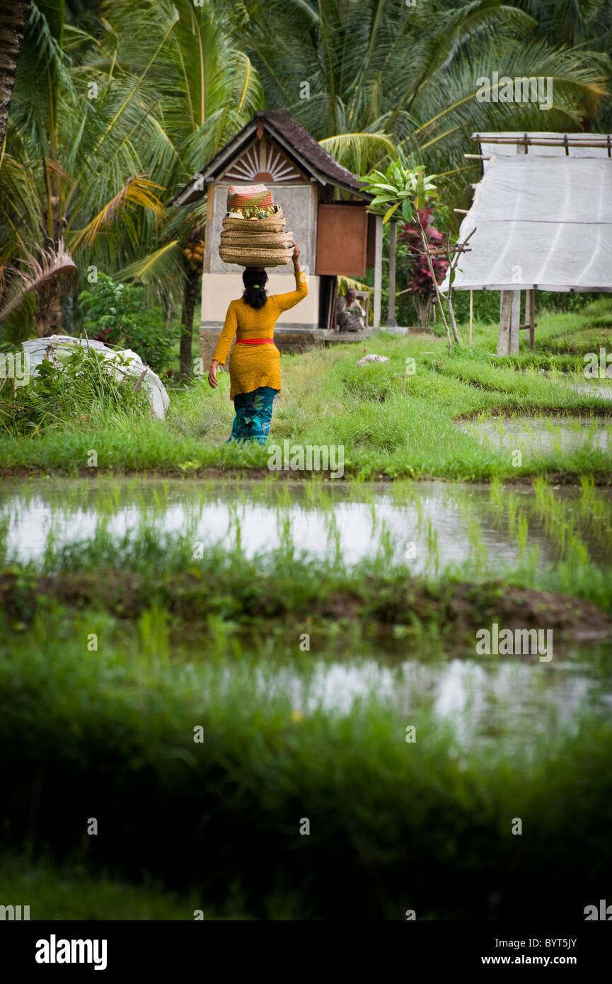 Eine balinesische Frau in bunte Kleidung trägt Angebote zu einem örtlichen Hindu Tempel in die Reisterrassen von Ubud, Bali. Stockfoto