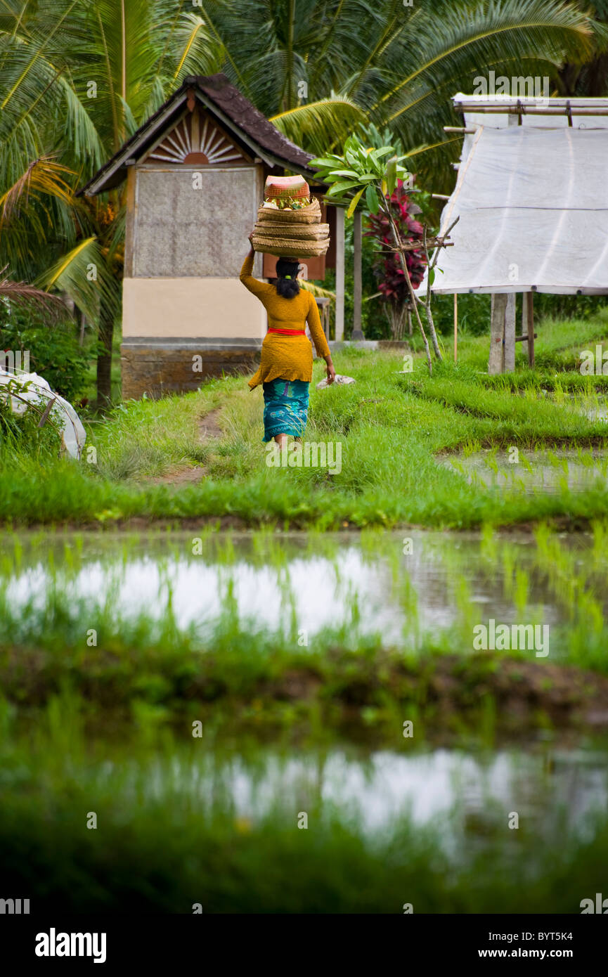 Eine balinesische Frau in bunte Kleidung trägt Angebote zu einem örtlichen Hindu Tempel in die Reisterrassen von Ubud, Bali. Stockfoto