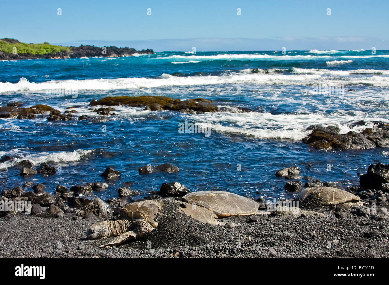 Grüne Meeresschildkröten am schwarzen Sandstrand Stockfoto