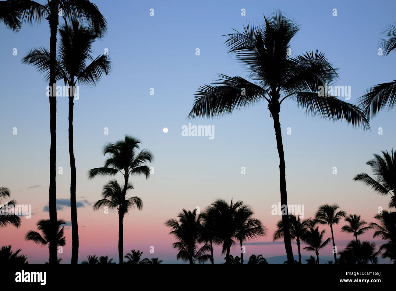 Vollmond über Palmen mit Sonnenaufgang in Maui, Hawaii. Stockfoto