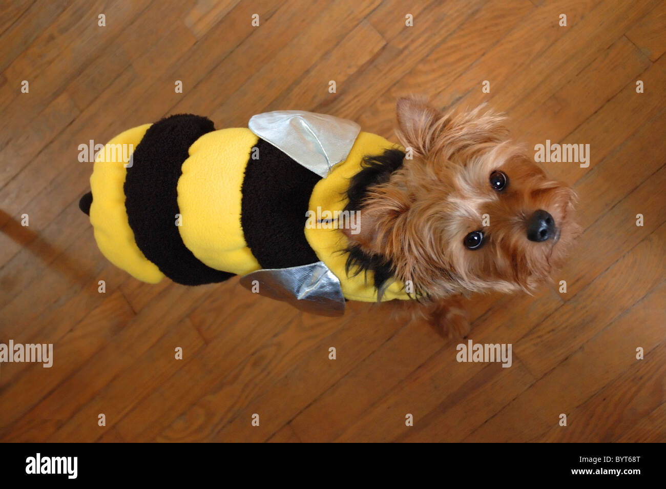 Hund im bienenkostüm -Fotos und -Bildmaterial in hoher Auflösung – Alamy