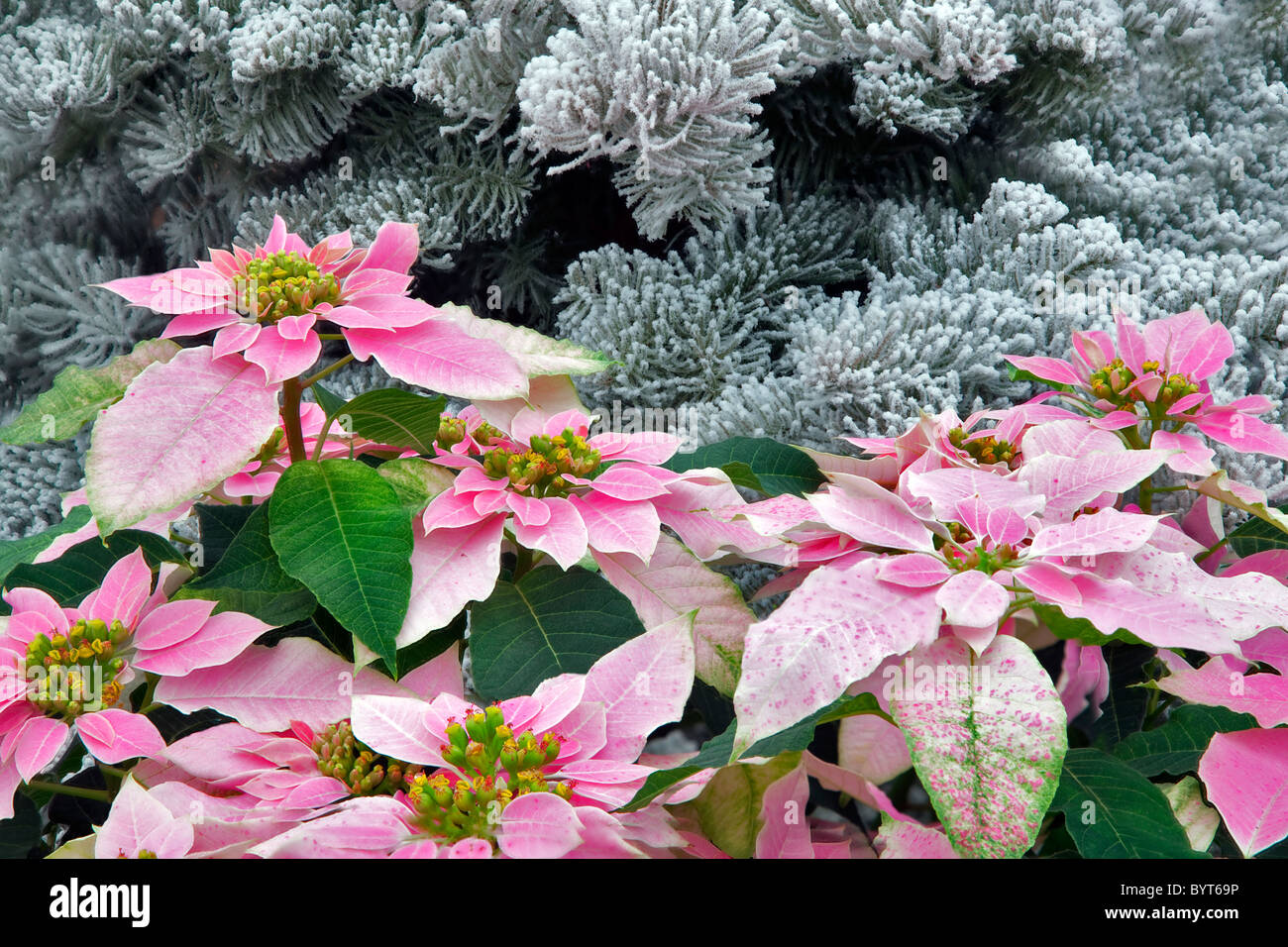 Pointsettias und beflockte Weihnachtsbaum. Stockfoto