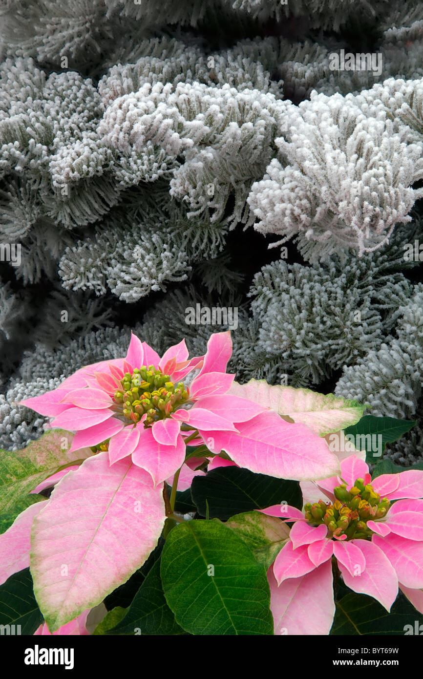 Pointsettias und beflockte Weihnachtsbaum. Stockfoto