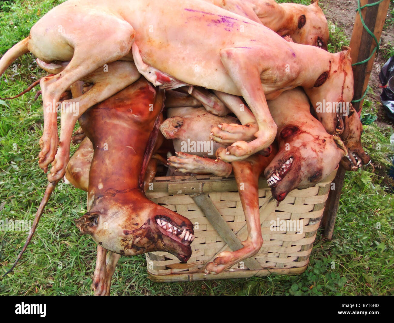 Hundefleisch ist sehr beliebt in Süd-China und Vietnam. Stockfoto