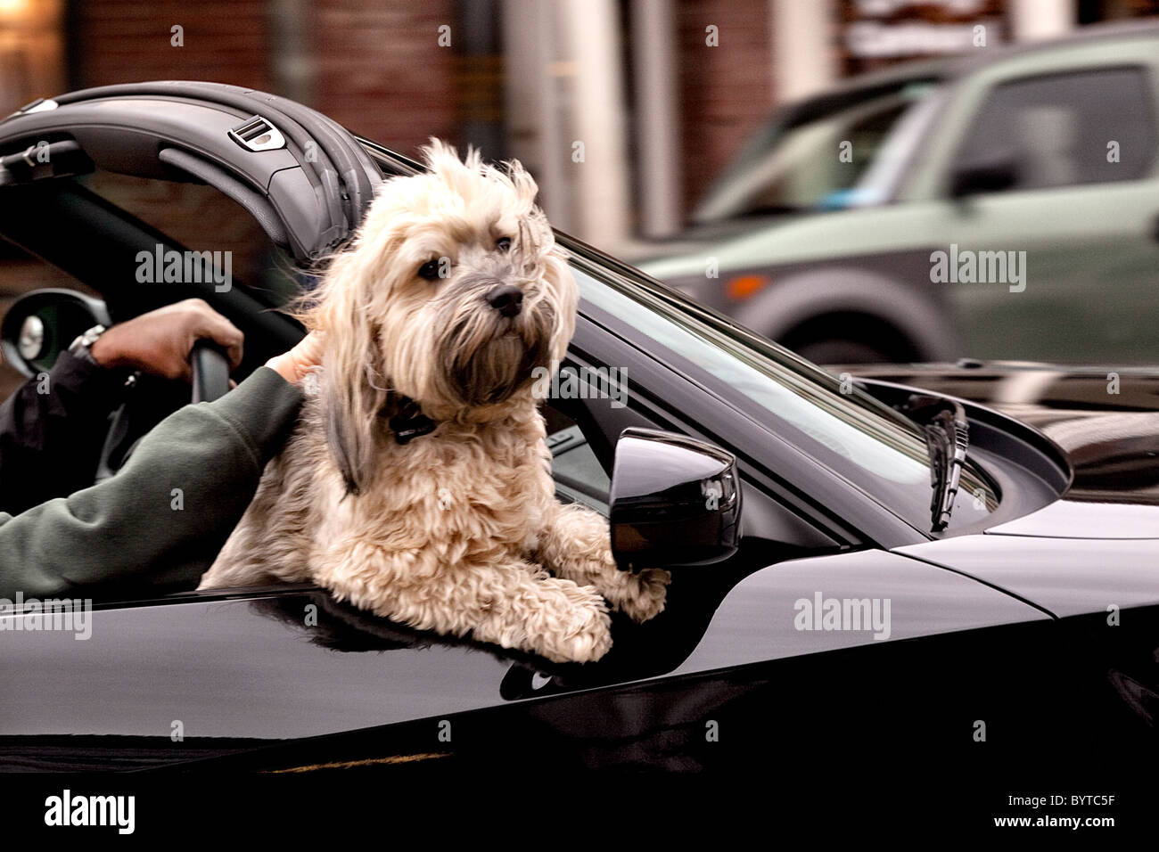 Hund, die Fahrt in einem Cabrio in London UK Stockfoto
