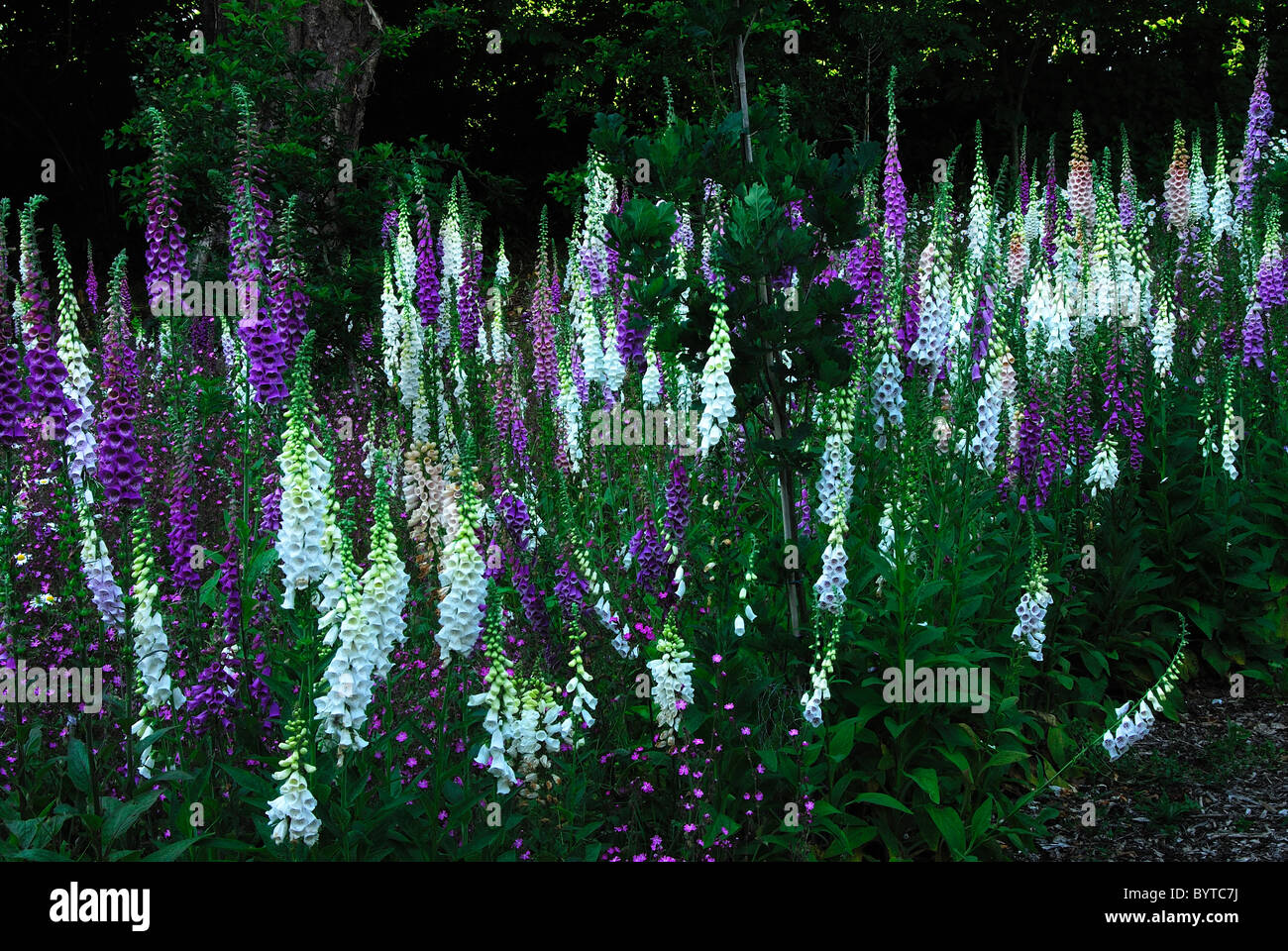 Weiße und violette Fingerhut in voller Blüte im Garten am alten Pfarrhaus Netherbury, Dorset, UK, Juni 2010 Stockfoto