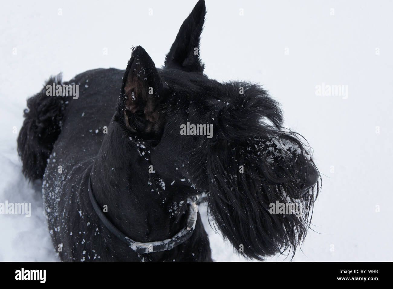 Horizontale Ansicht eine schwarze Riesenschnauzer, spielen in einer Schneeverwehung. Stockfoto