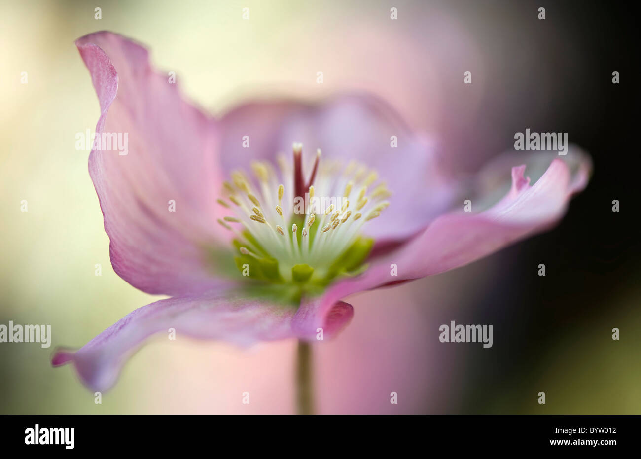 Eine einzelne rosa Nieswurz Blüte   Helleborus orientalis Stockfoto