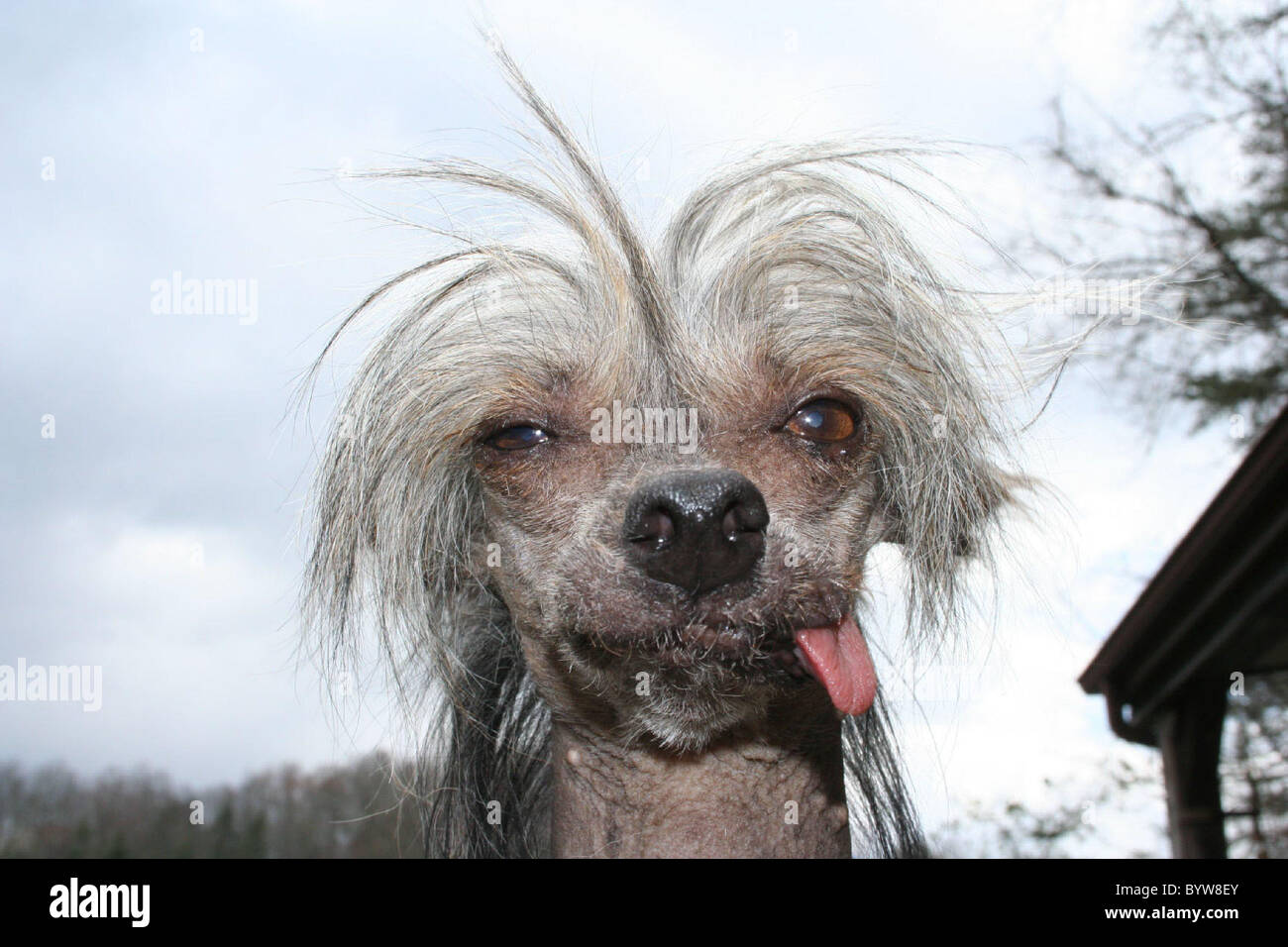 hässliche hunde