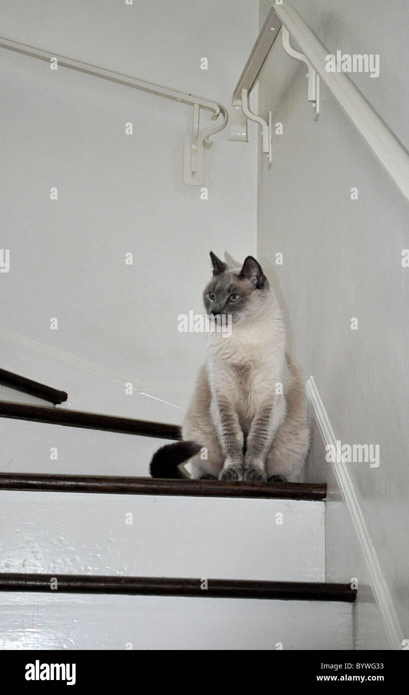 Blue Point traditionelle siamesische männlich, Los Angeles, Rasse irgendwo zwischen Applehead und Keil, verlassen nun einmal im Himmel. Stockfoto