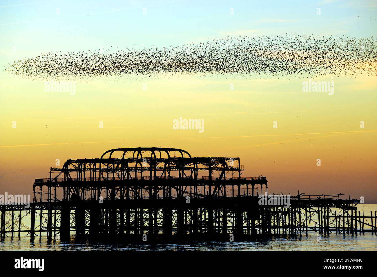 Stare in Scharen über Brightons verlassenen West Pier bei Sonnenuntergang Stockfoto