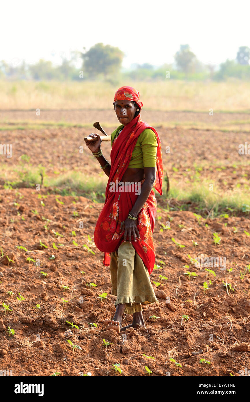 Dame arbeitet auf einem Gebiet Andhra Pradesh in Indien Stockfoto