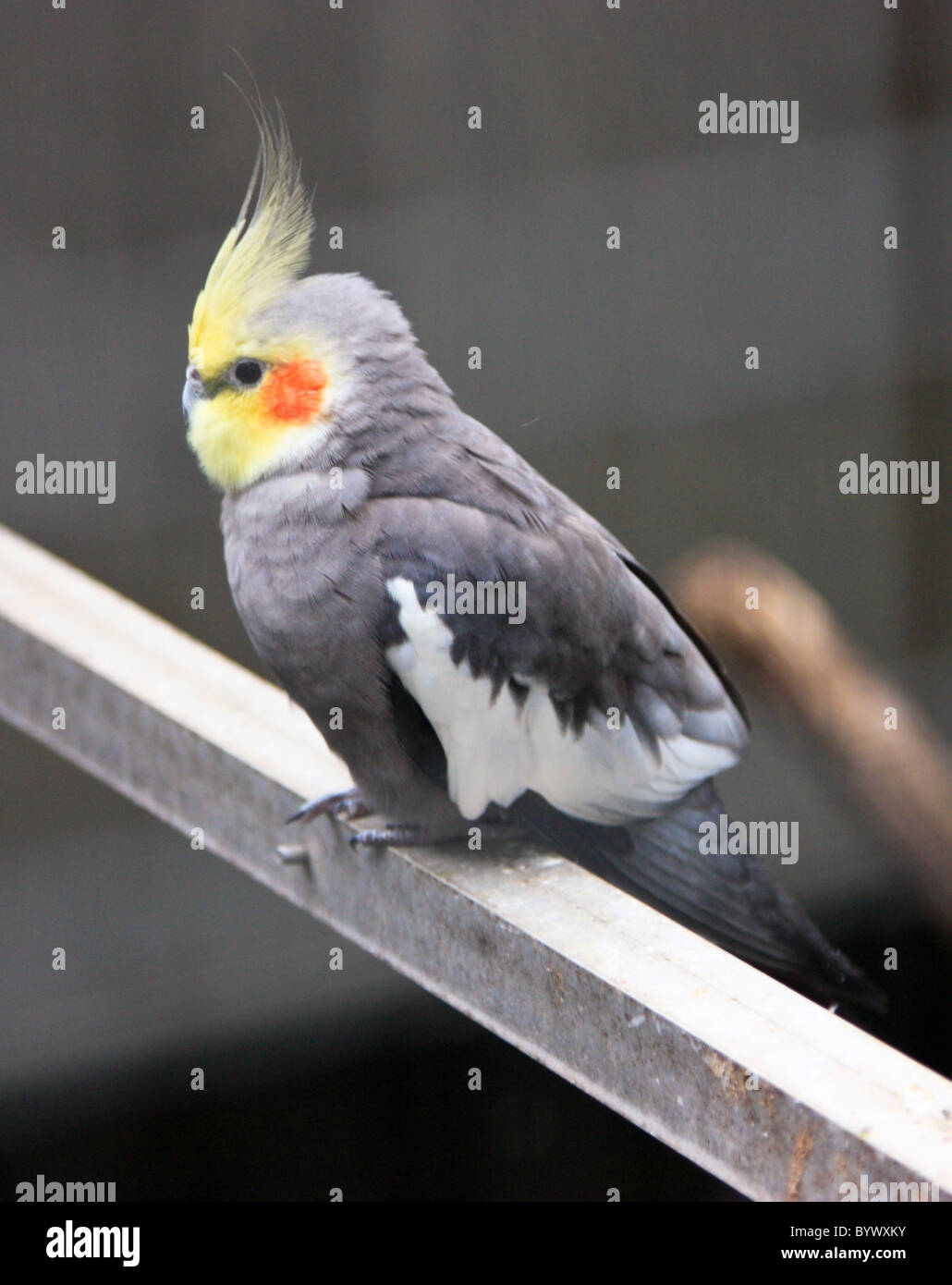 Nymphensittich Nymphicus hollandicus Stockfoto