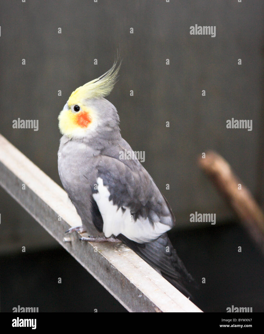 Nymphensittich Nymphicus hollandicus Stockfoto