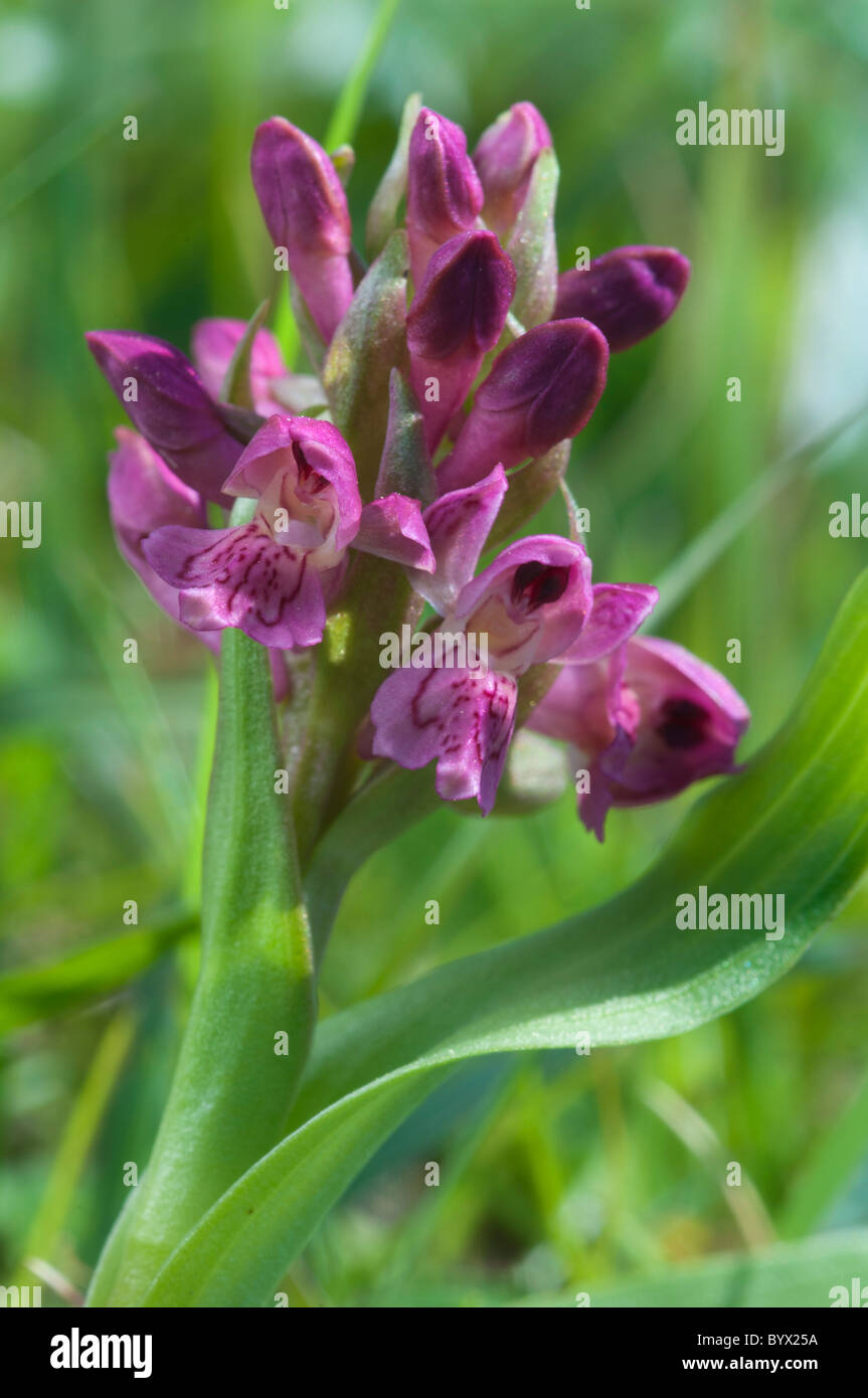 Frühe Knabenkraut (Dactylorhiza Wurzelsud SSP. Coccinea), Blütenstand Stockfoto