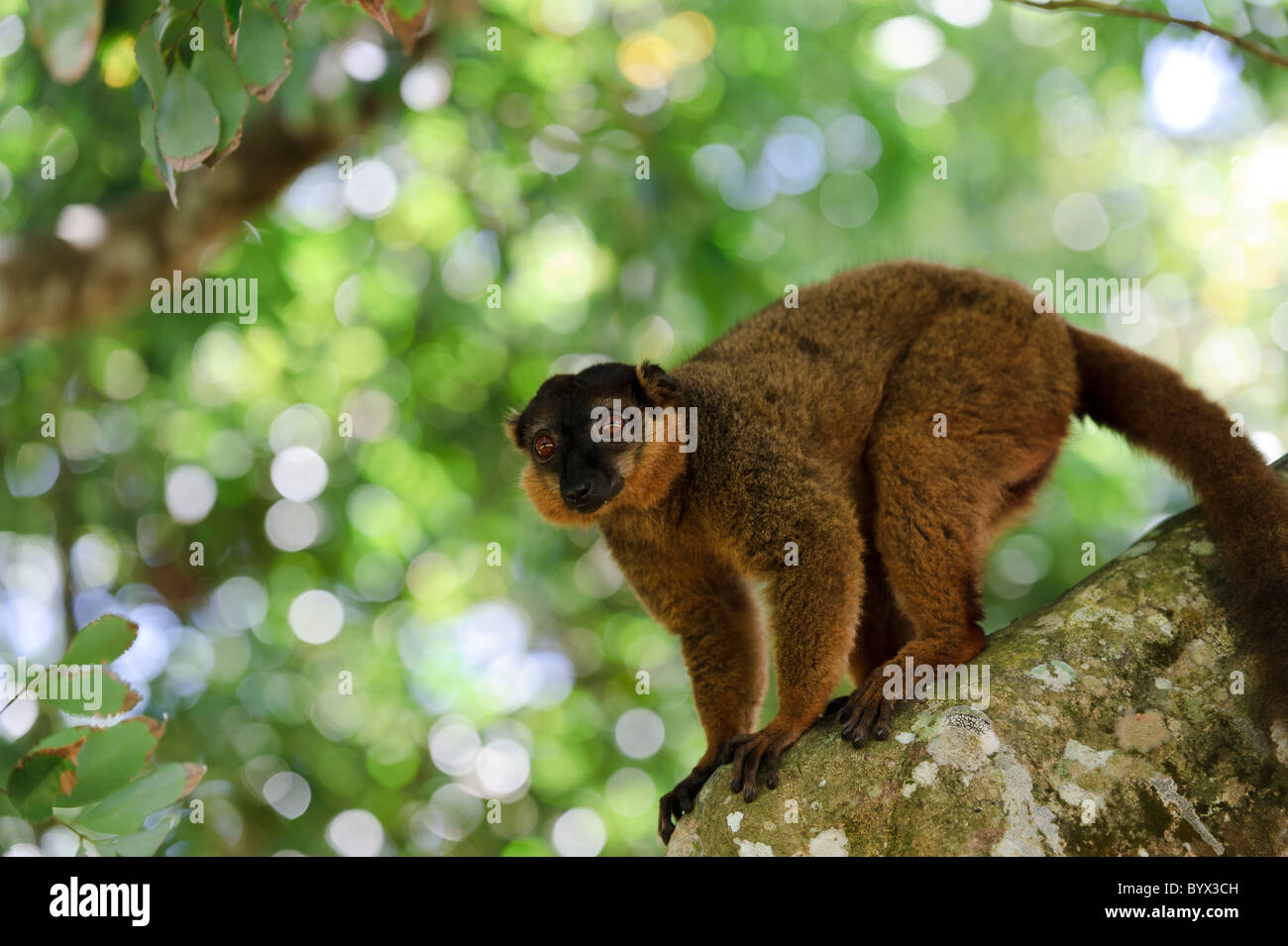 Brauner Lemur in einem Baum, Nahampoana Reserve, Fort Dauphin, Madagaskar. Stockfoto